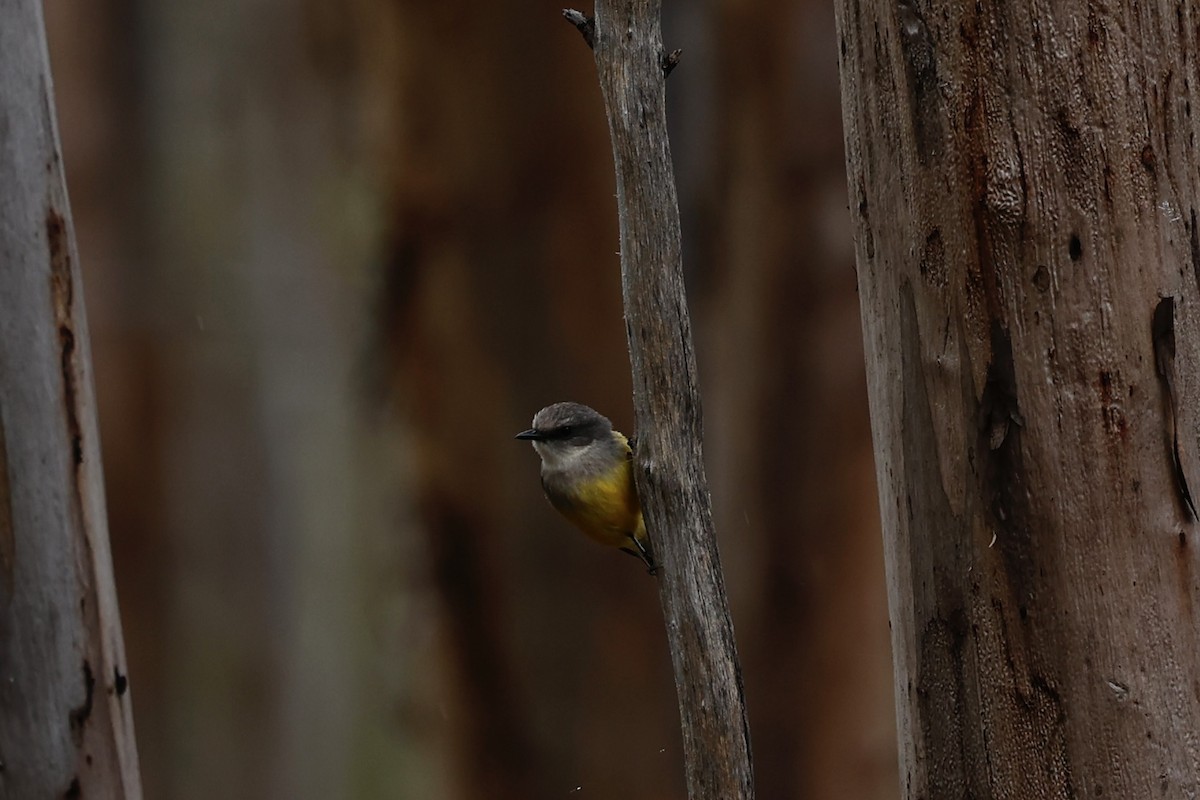 lejsčík šedoprsý - ML647061541