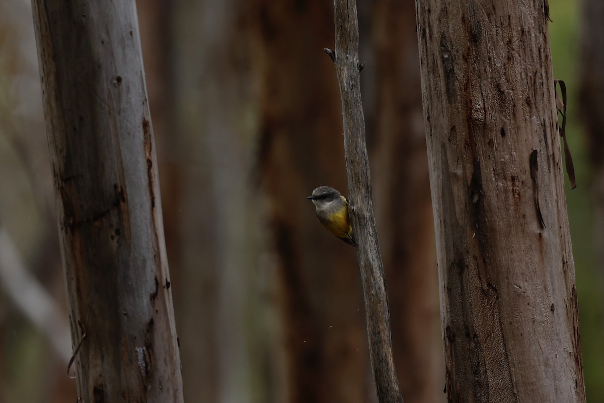 lejsčík šedoprsý - ML647061542