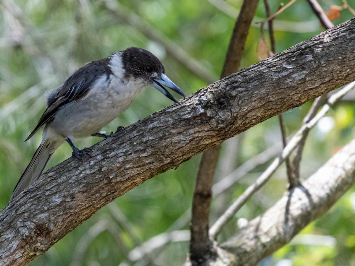 flétňák šedohřbetý - ML647061544