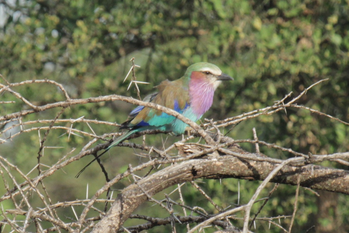 mandelík fialovoprsý - ML647061545