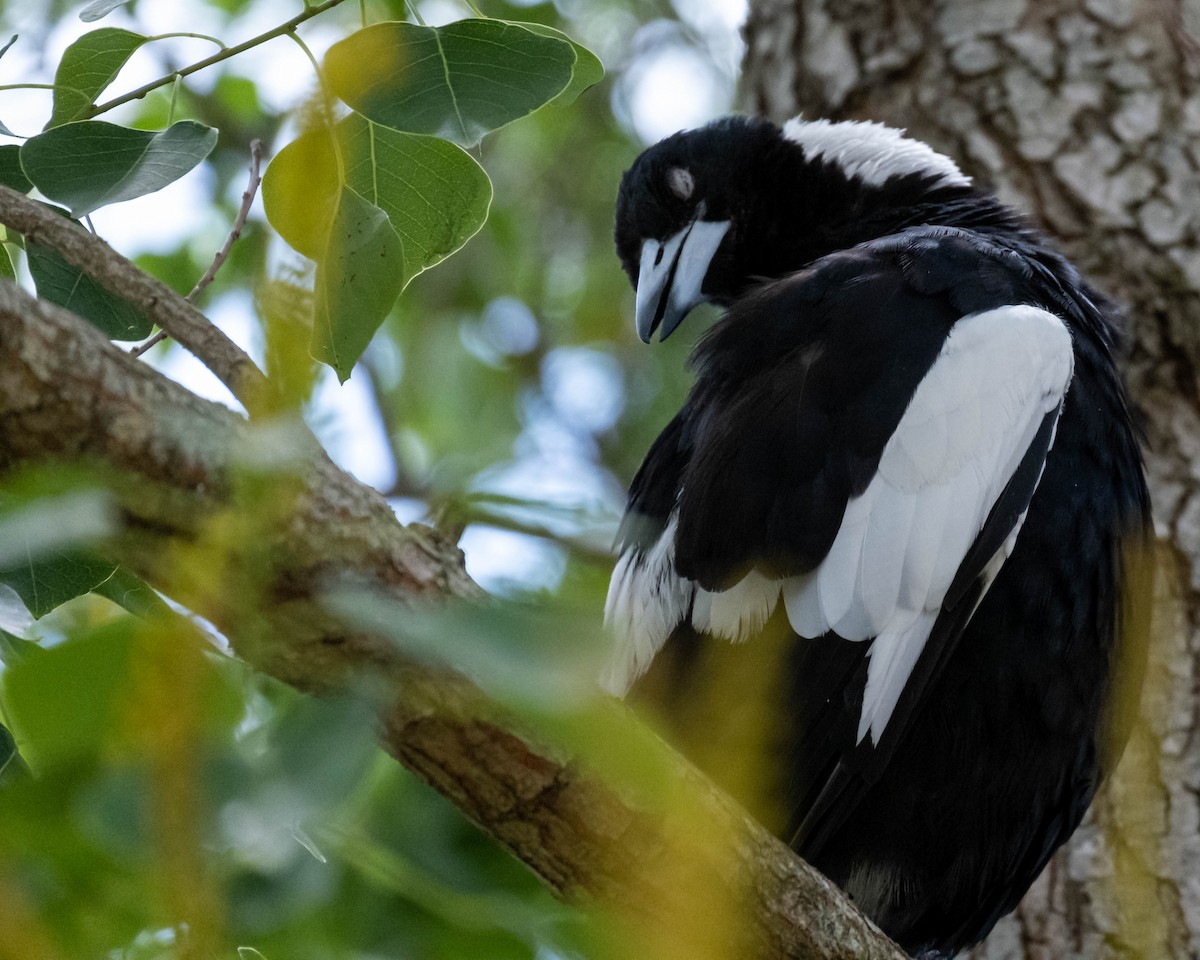 flétňák australský - ML647061546