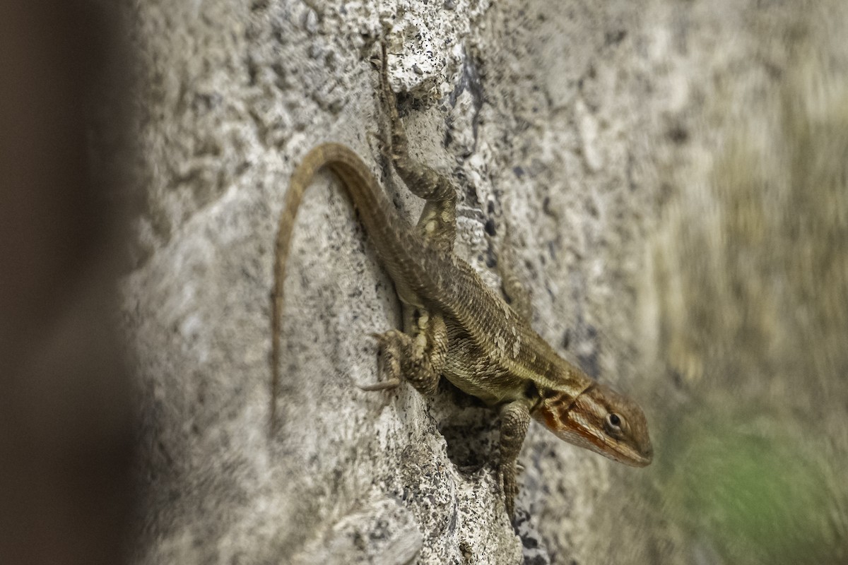 Animals - ML647061547