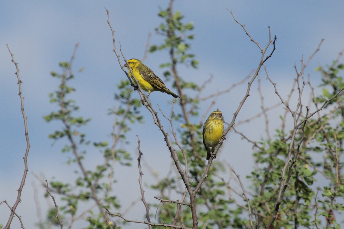 zvonohlík bělořitý - ML647061548