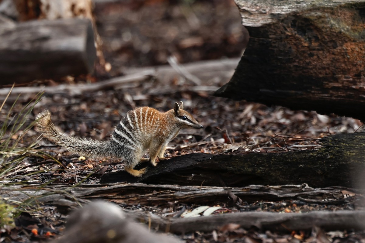 Numbat - ML647061549