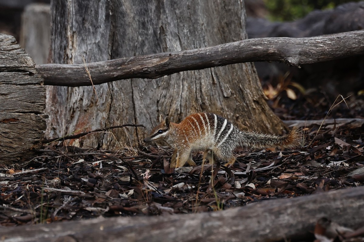 Numbat - ML647061550