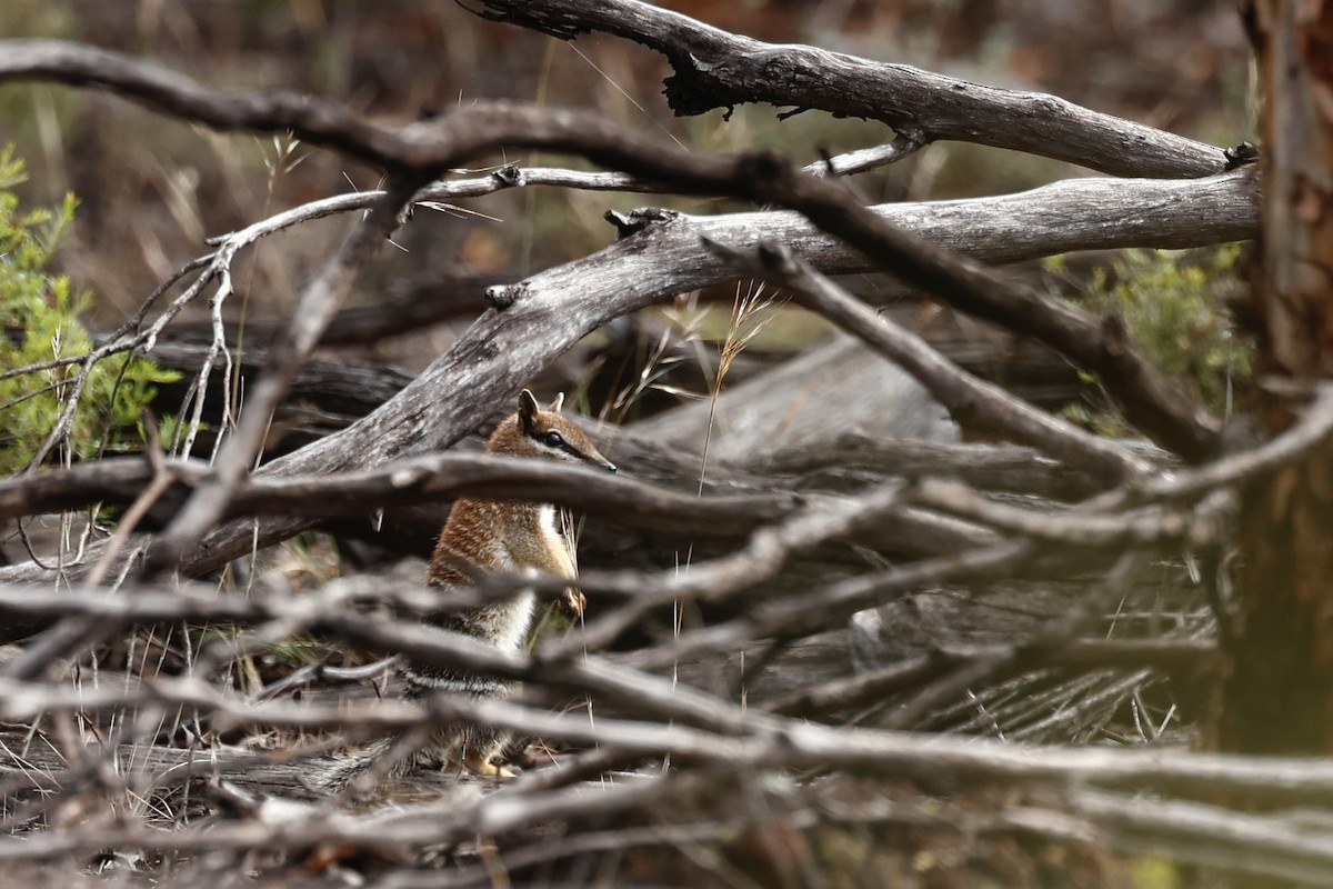 Numbat - ML647061551