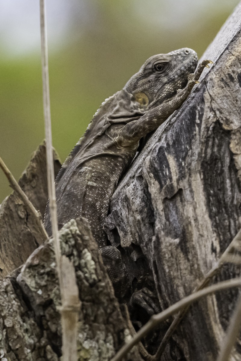 Animals - ML647061552