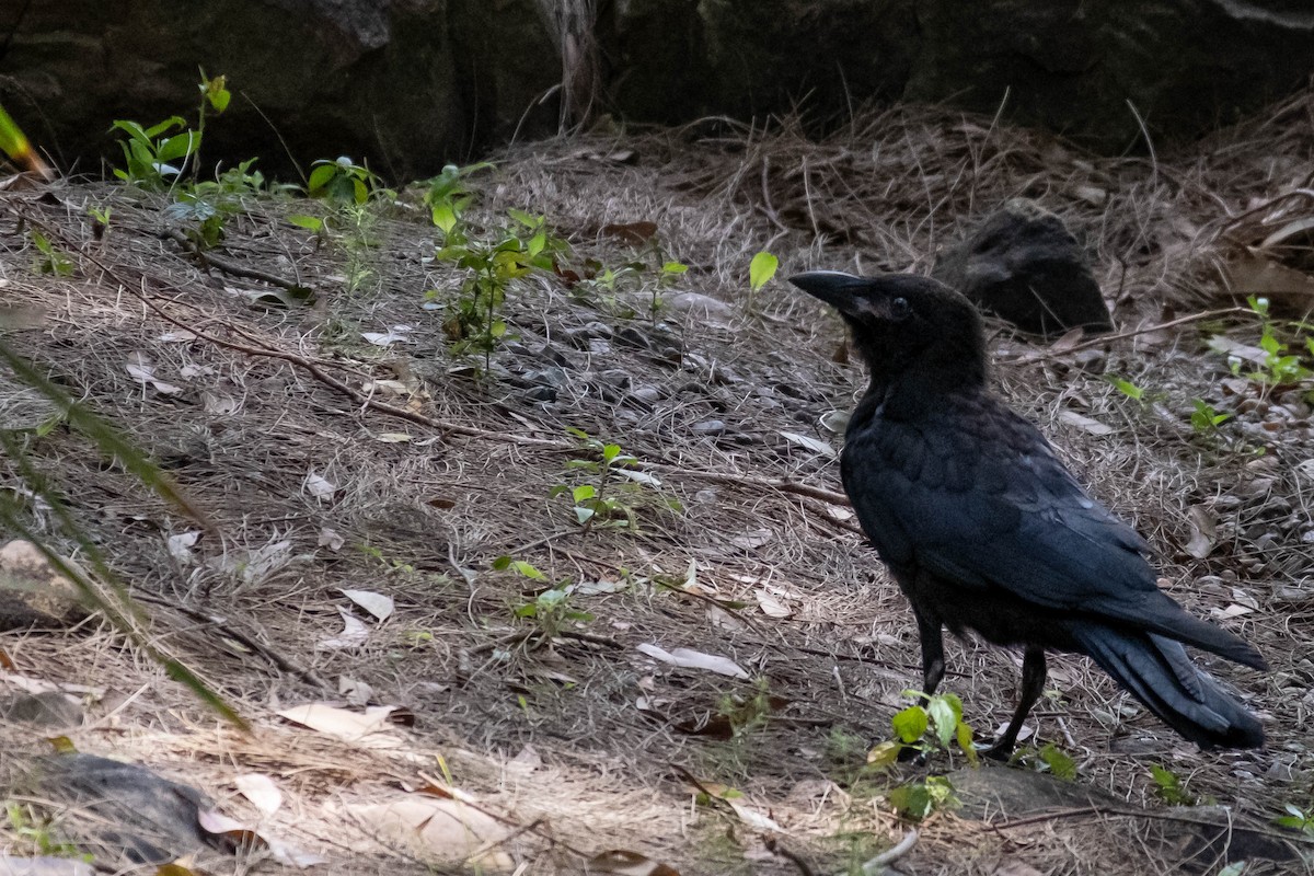 krkavec australský - ML647061553