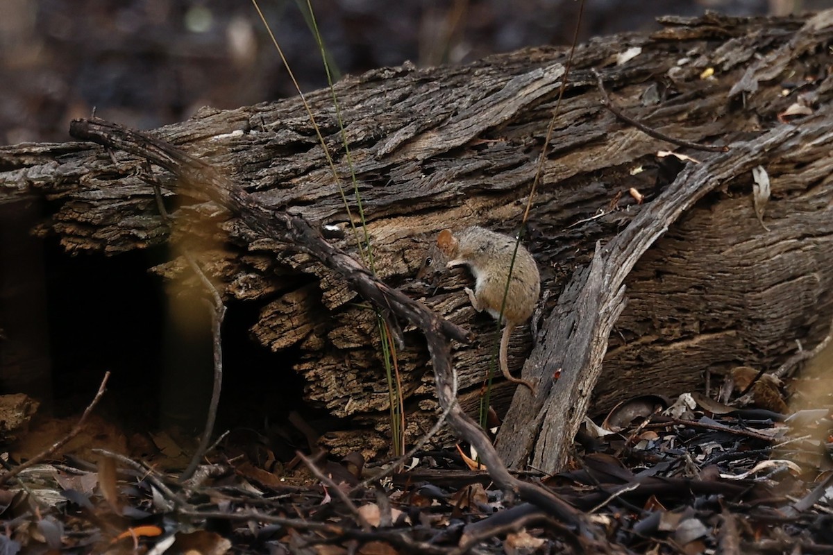 Mammals - ML647061554