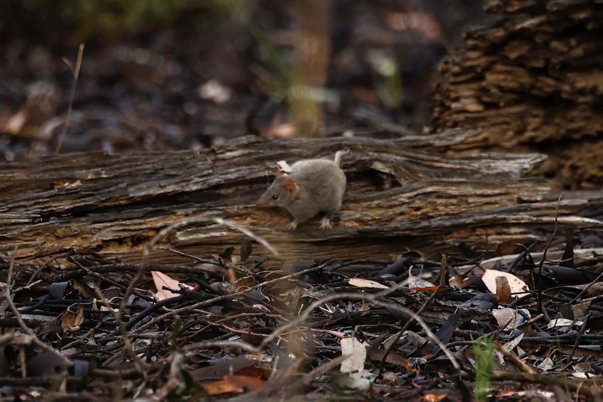 Animals - ML647061555