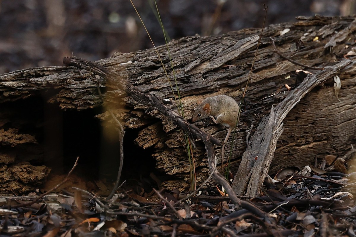 Animals - ML647061556