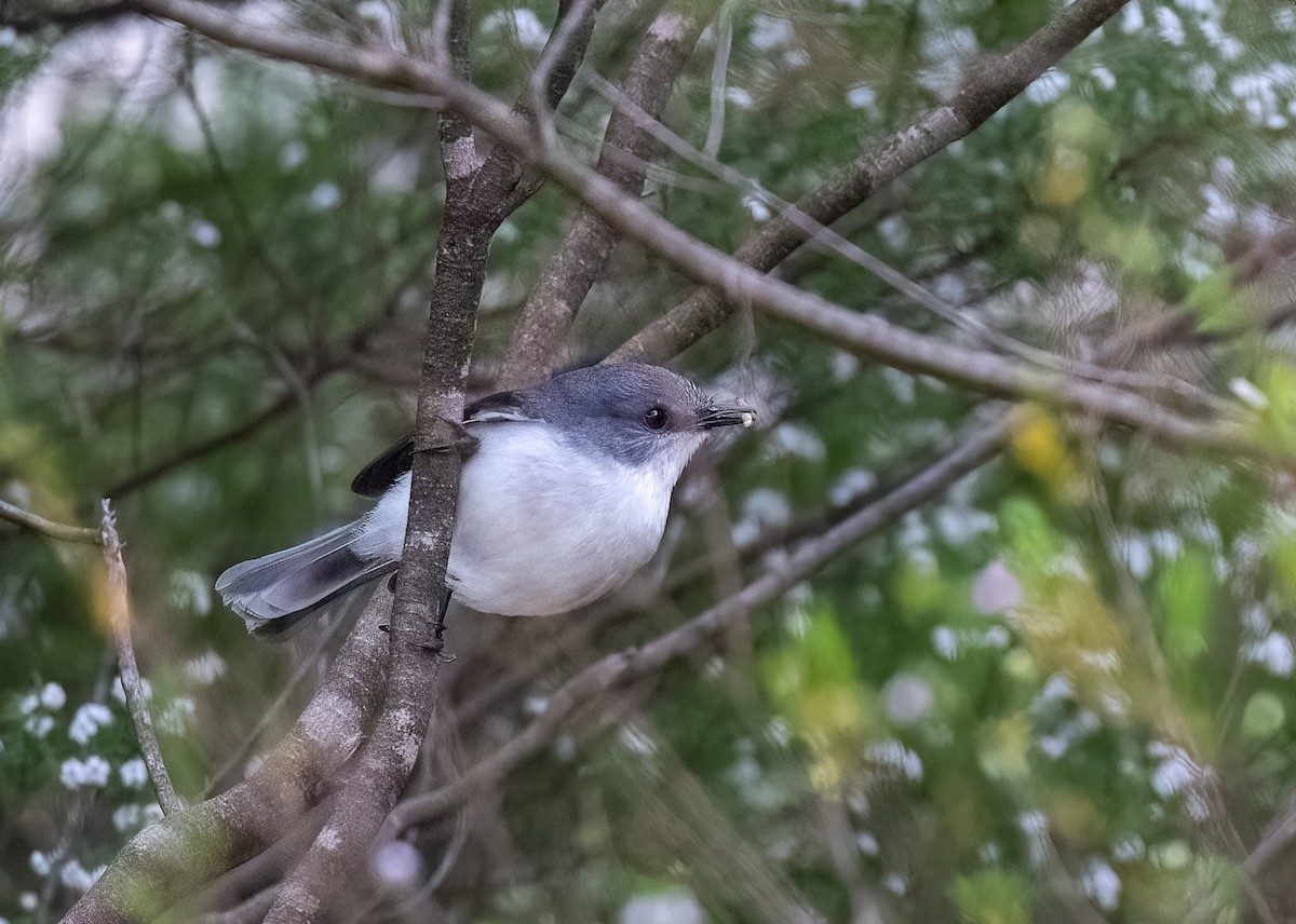 lejsčík západoaustralský - ML647061557