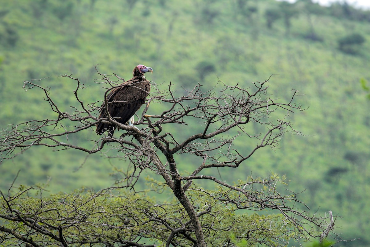 sup ušatý - ML647061558