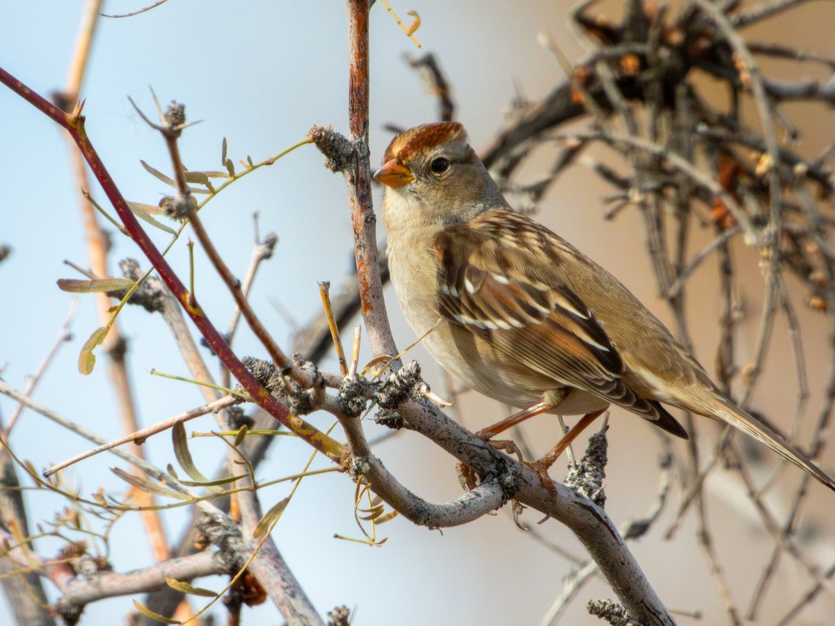 strnadec bělopásý - ML647061560