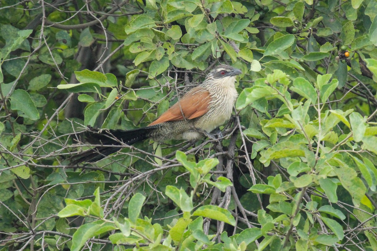 kukačka bělobrvá - ML647061561