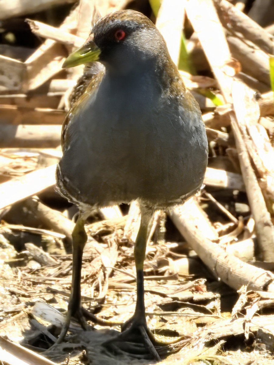 chřástal australský - ML647061562