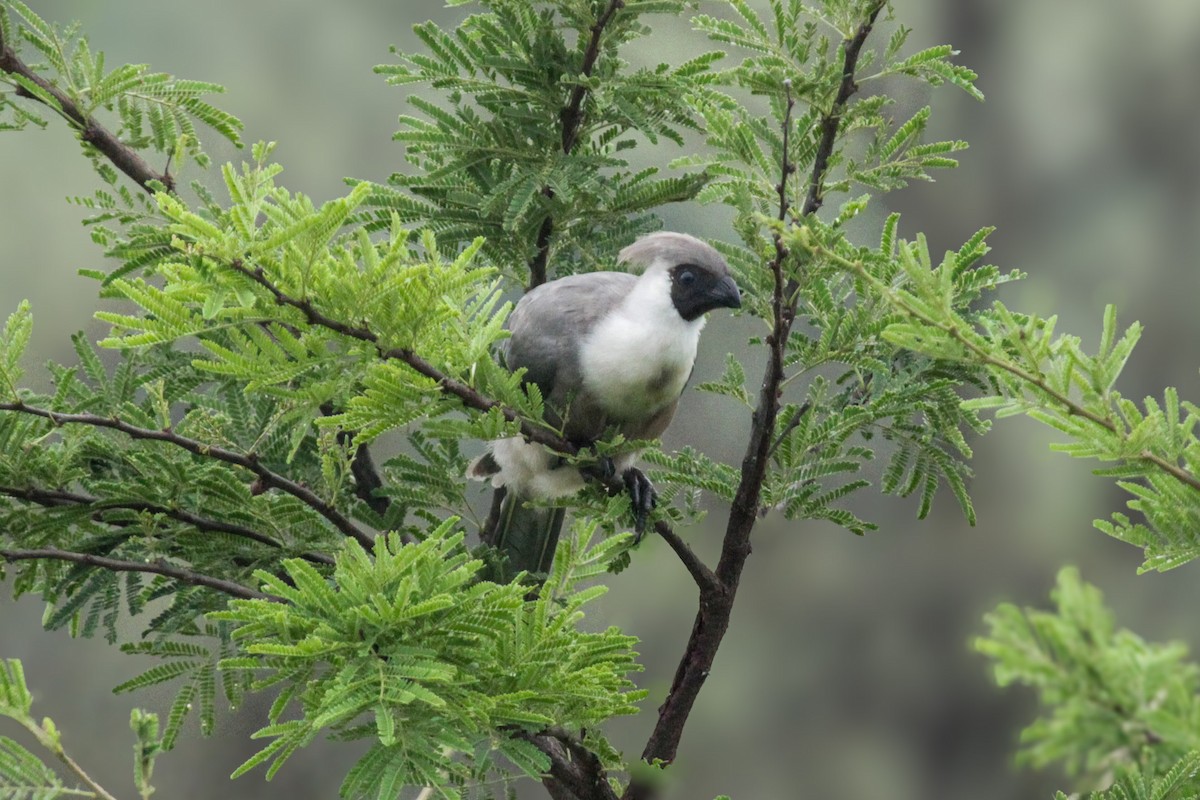 sparák naholící - ML647061563