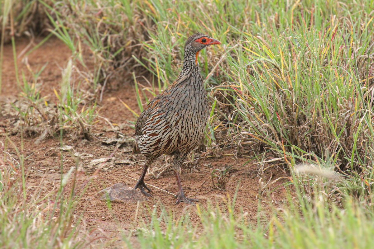 Graubrustfrankolin - ML647061569