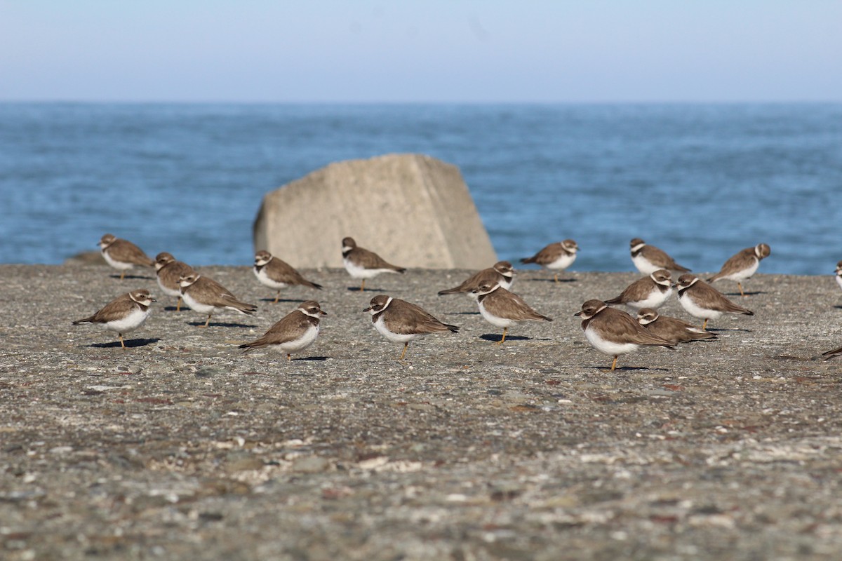 Semipalmated Plover - ML647061570