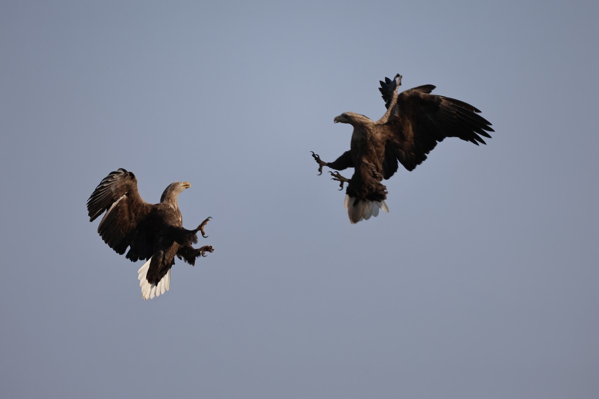 White-tailed Eagle - ML647061574