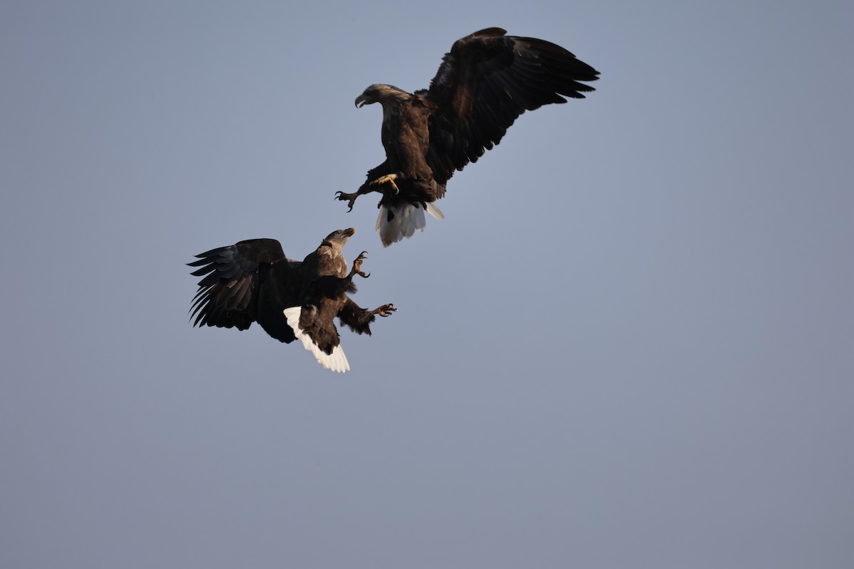 White-tailed Eagle - ML647061576