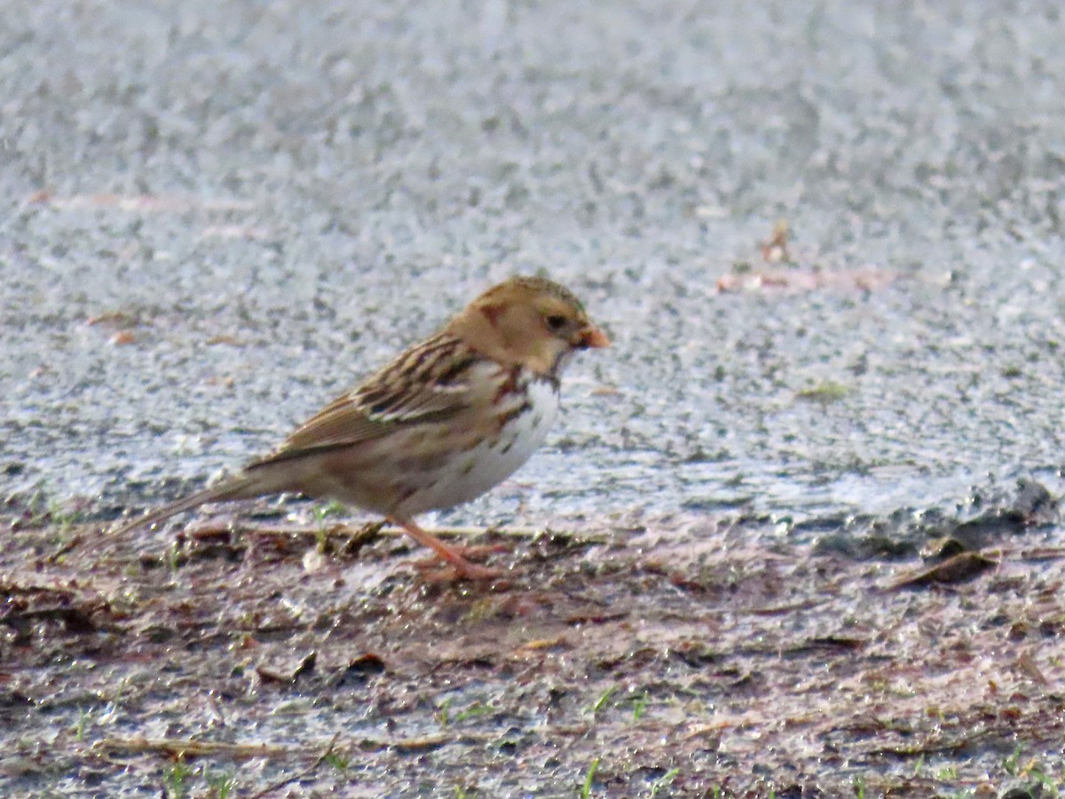 granspurv - ML647061577