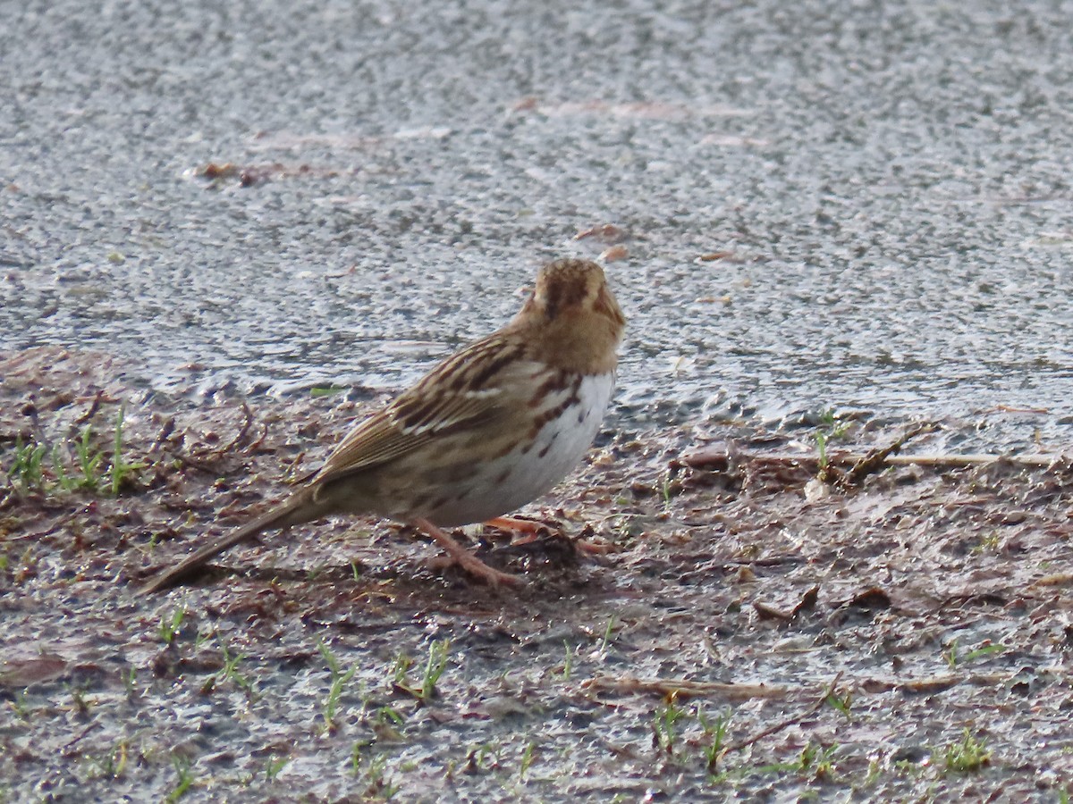 granspurv - ML647061578