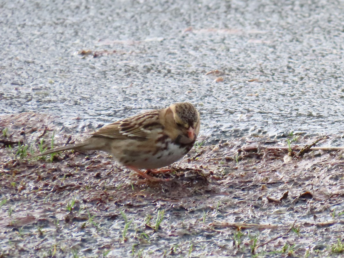 granspurv - ML647061579