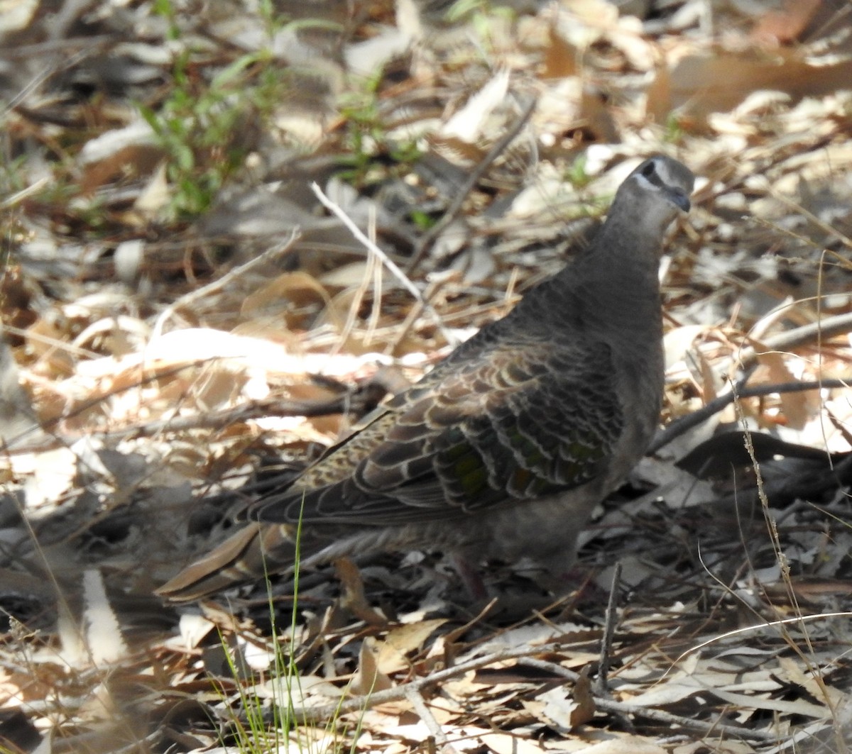 Common Bronzewing - ML647061580