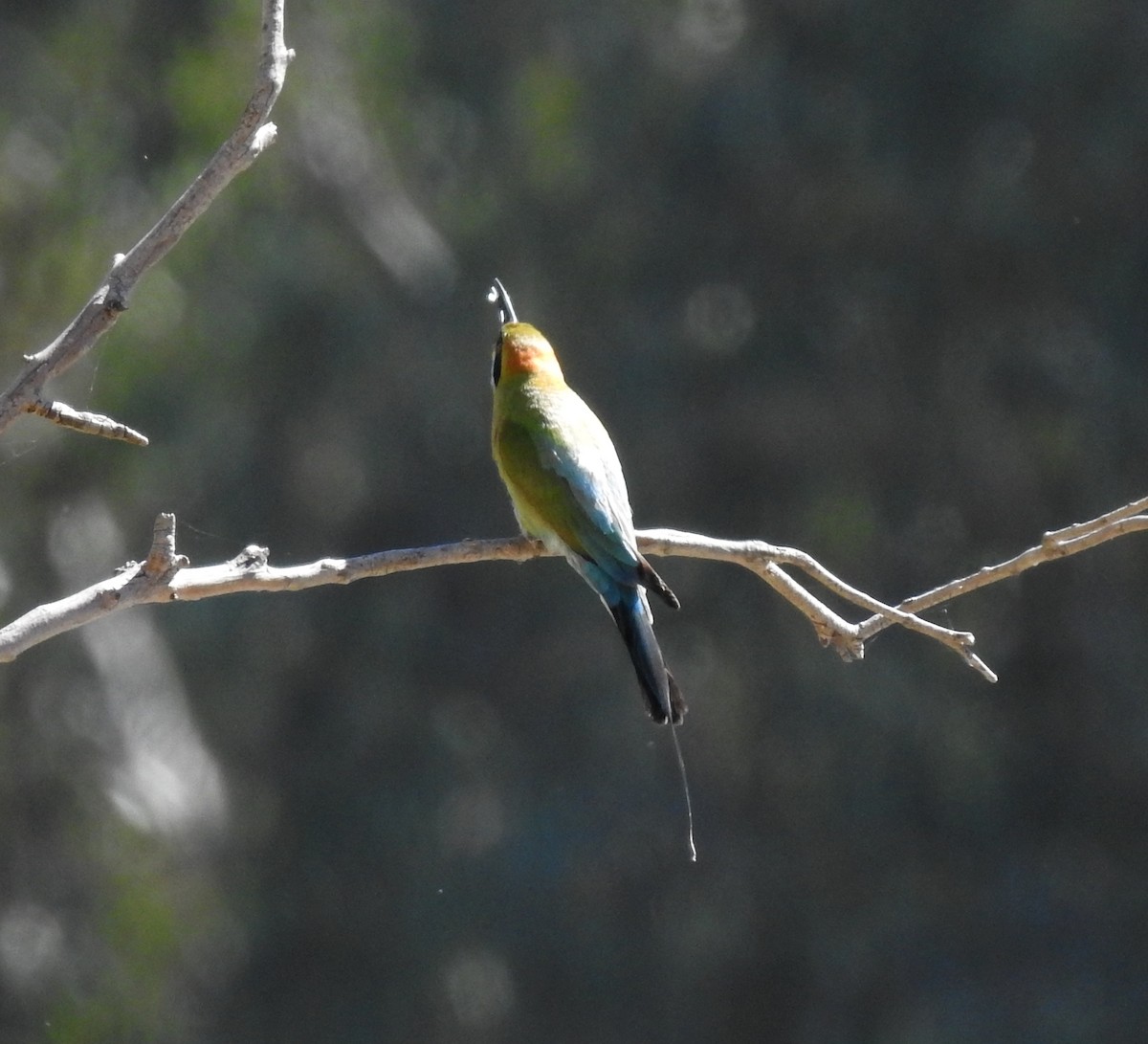 Rainbow Bee-eater - ML647061585