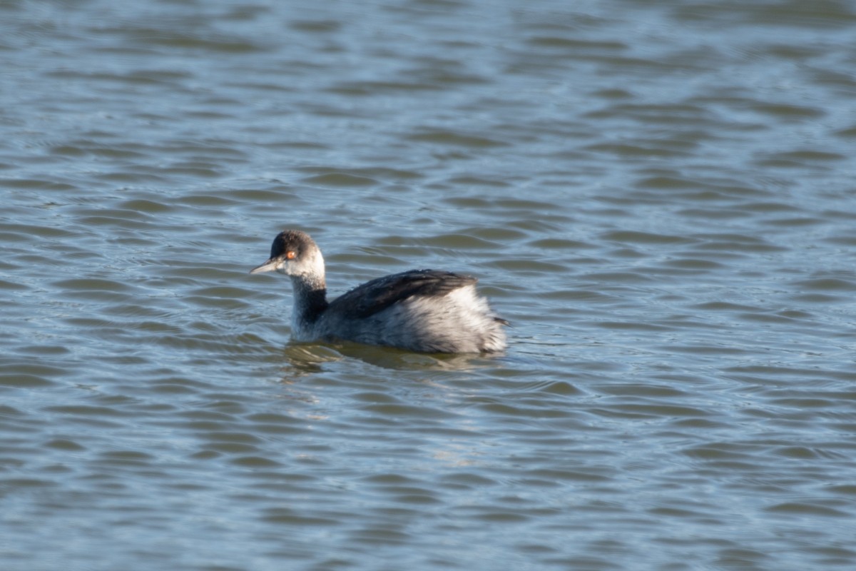 Eared Grebe - ML647061586