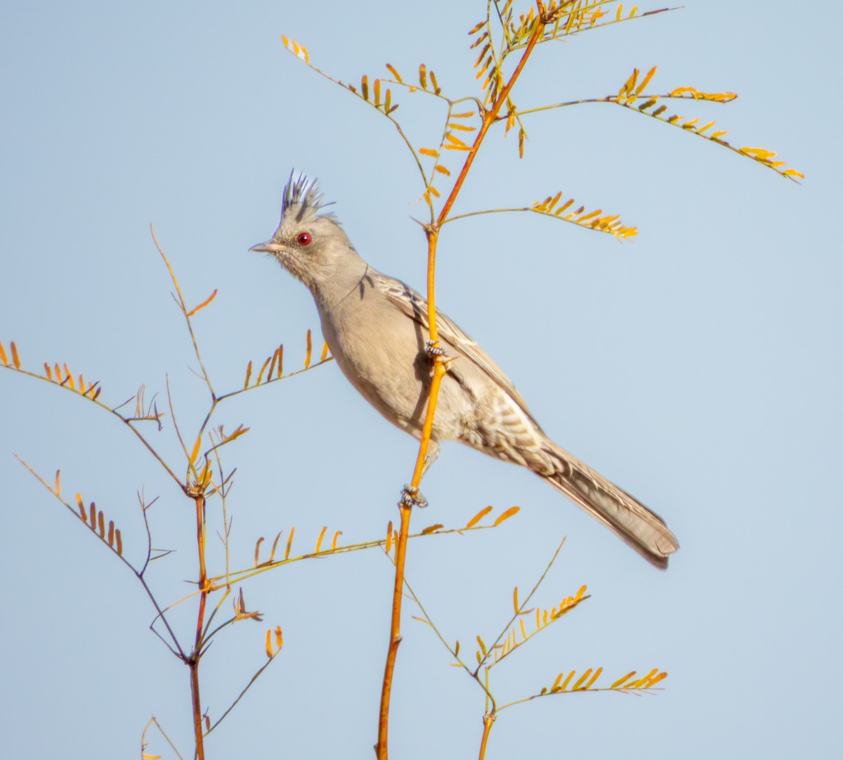 palmovník tmavý - ML647061587