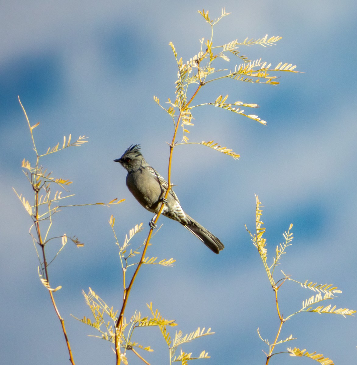 palmovník tmavý - ML647061588