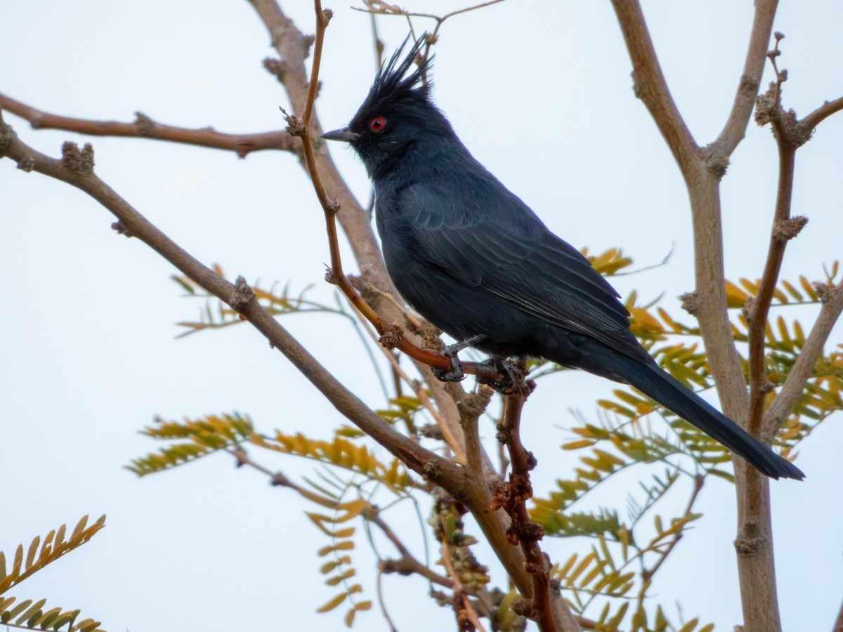 palmovník tmavý - ML647061589