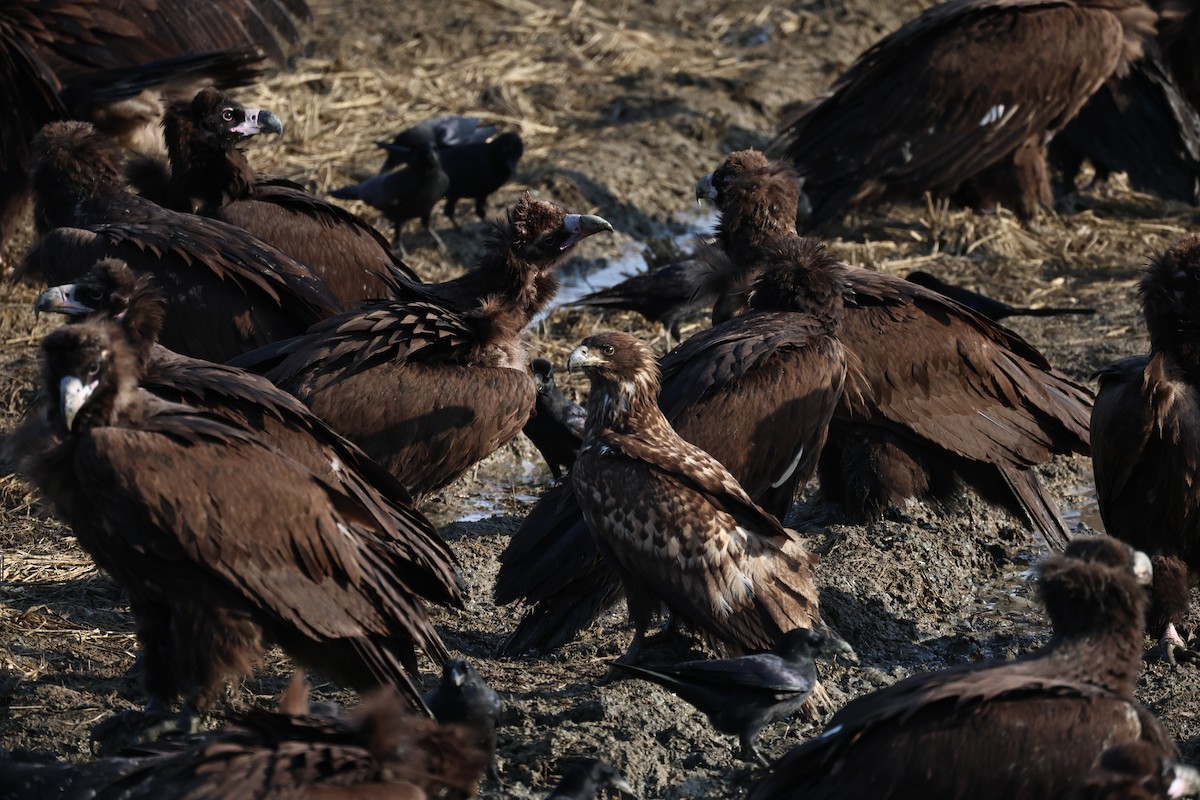 White-tailed Eagle - ML647061596