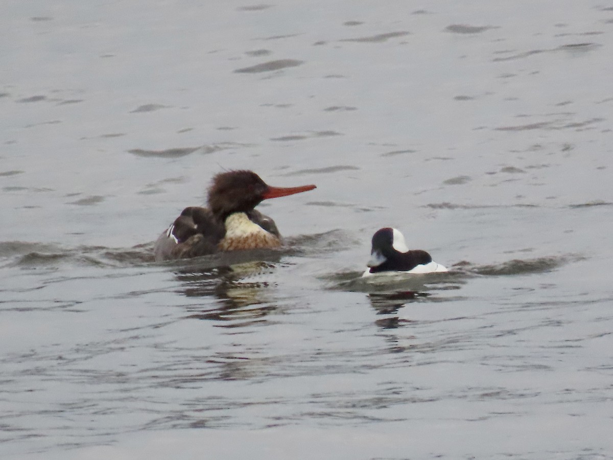 Red-breasted Merganser - ML647061600
