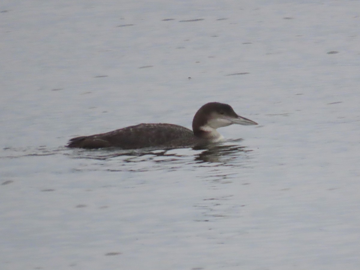Common Loon - ML647061604