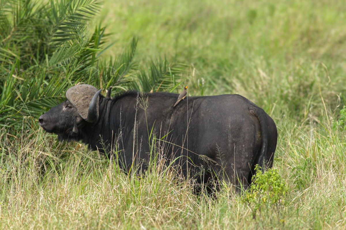 Yellow-billed Oxpecker - ML647061607