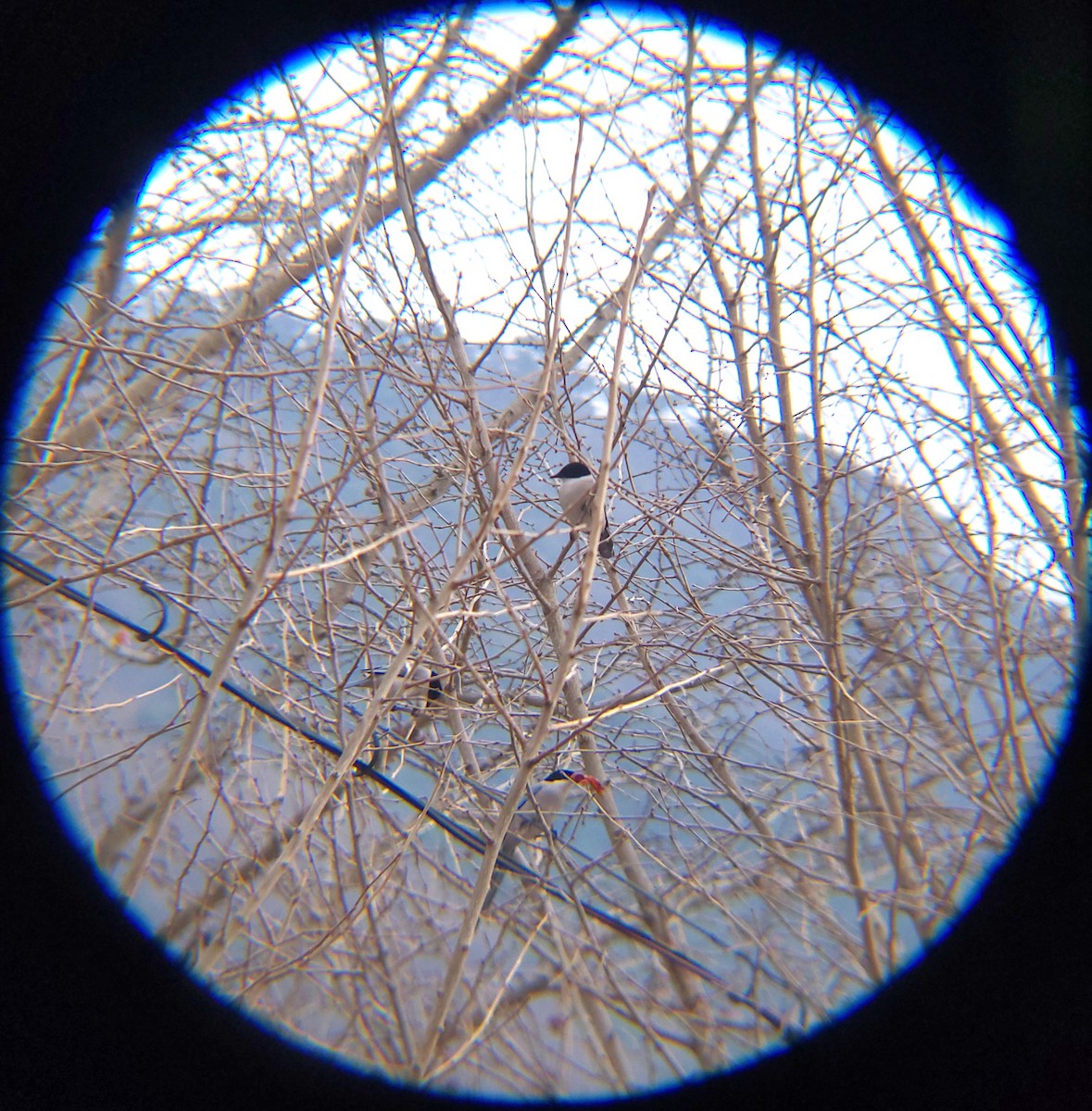 Azure-winged Magpie - ML647061608