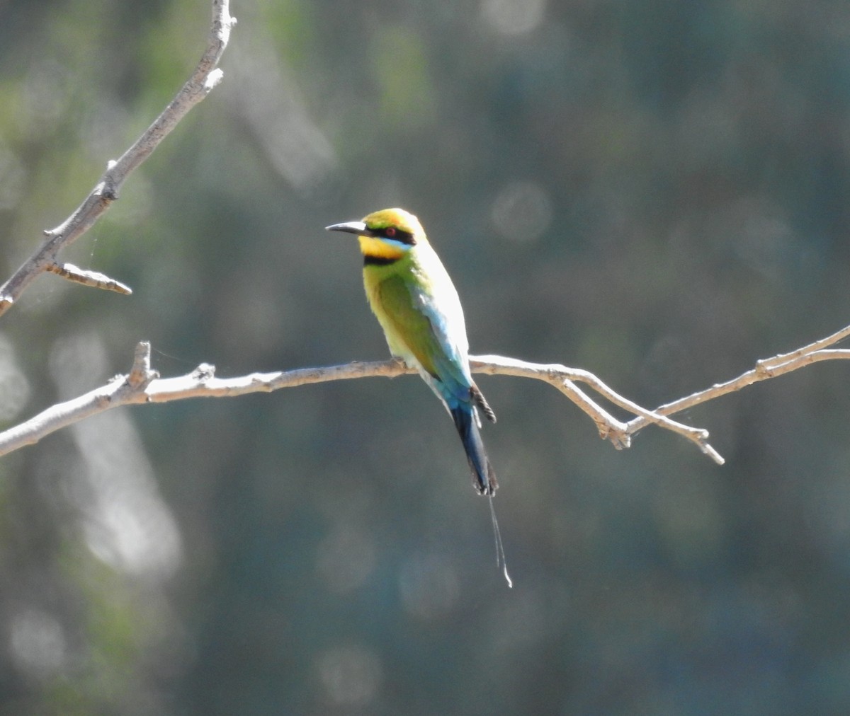 彩虹蜂虎 - ML647061609