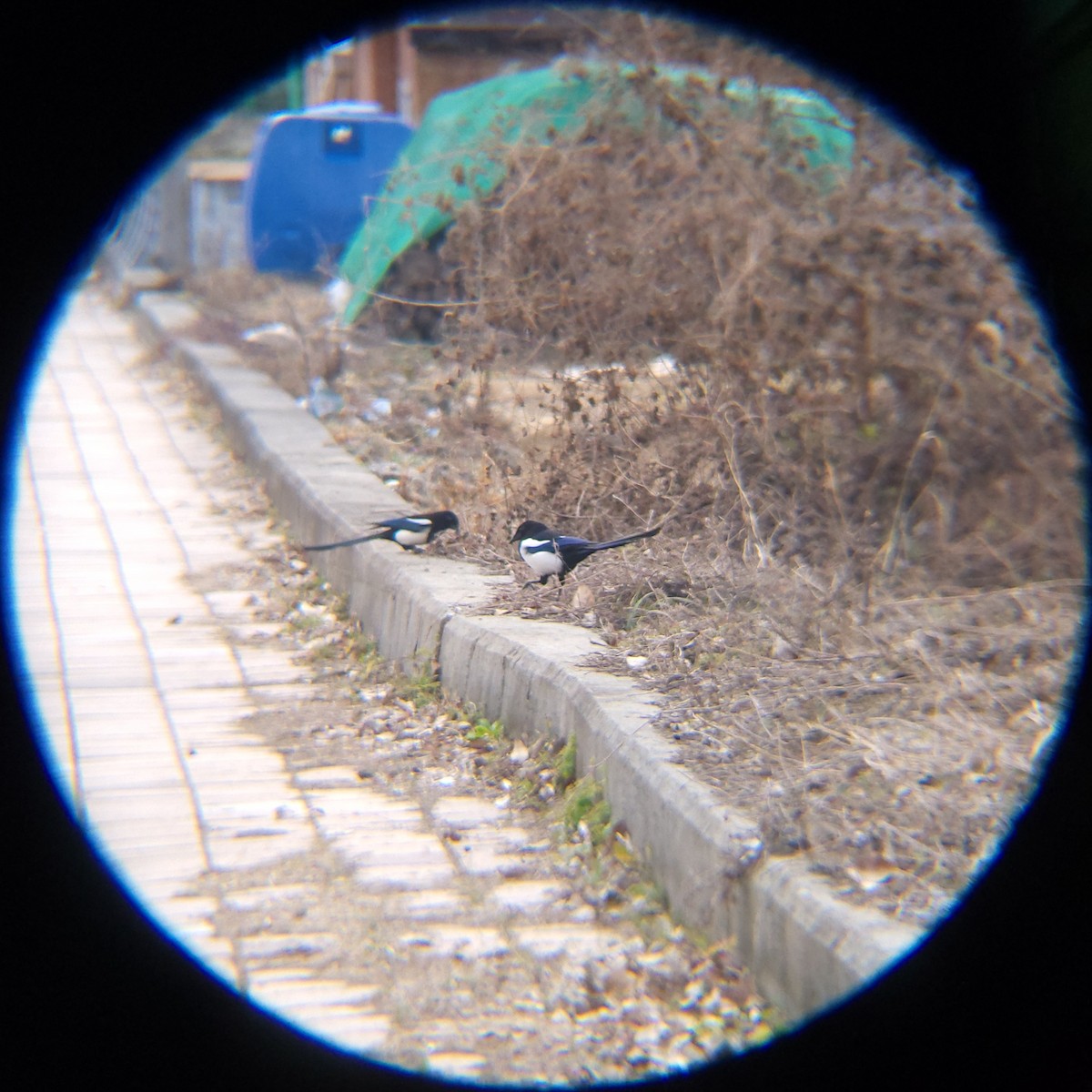 Orientelster - ML647061610