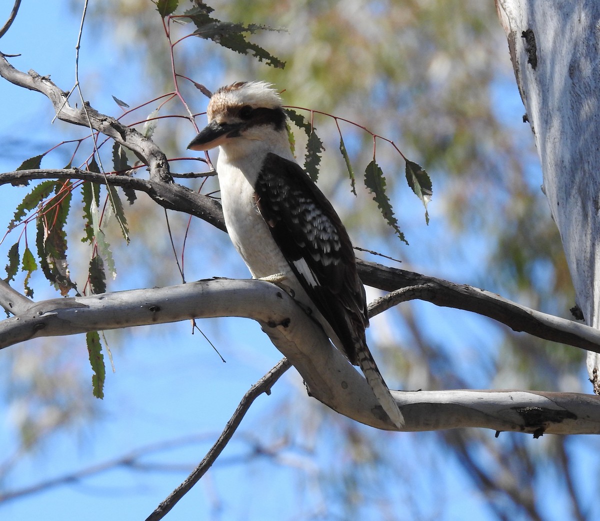 Laughing Kookaburra - ML647061612