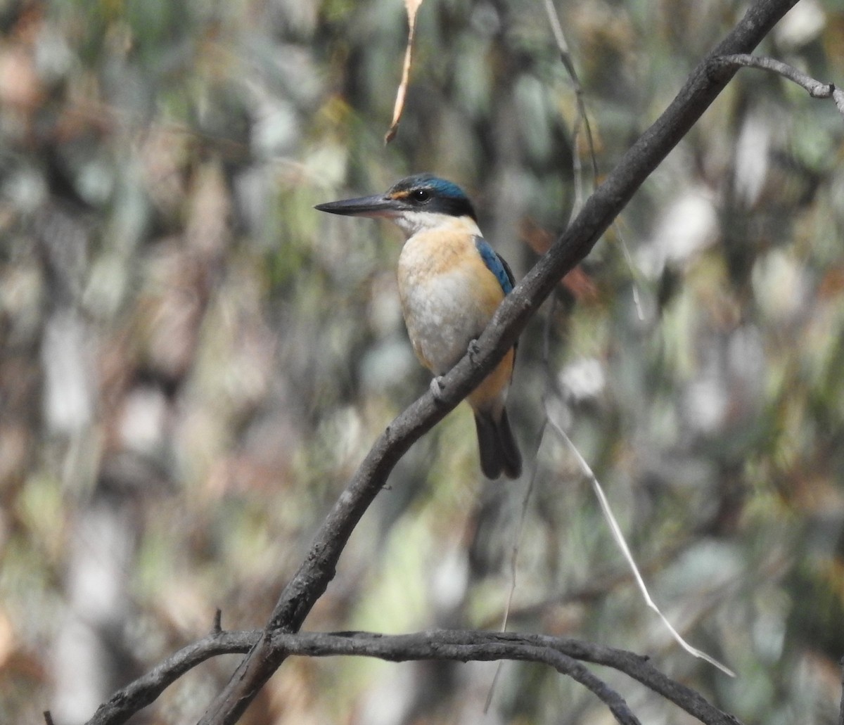 Sacred Kingfisher - ML647061615