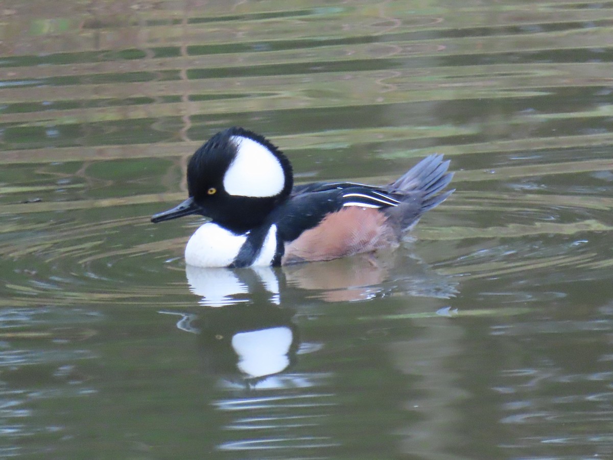 Hooded Merganser - ML647061616