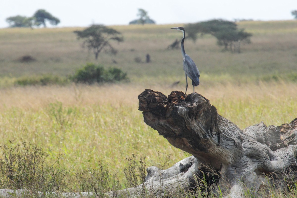 Héron mélanocéphale - ML647061621