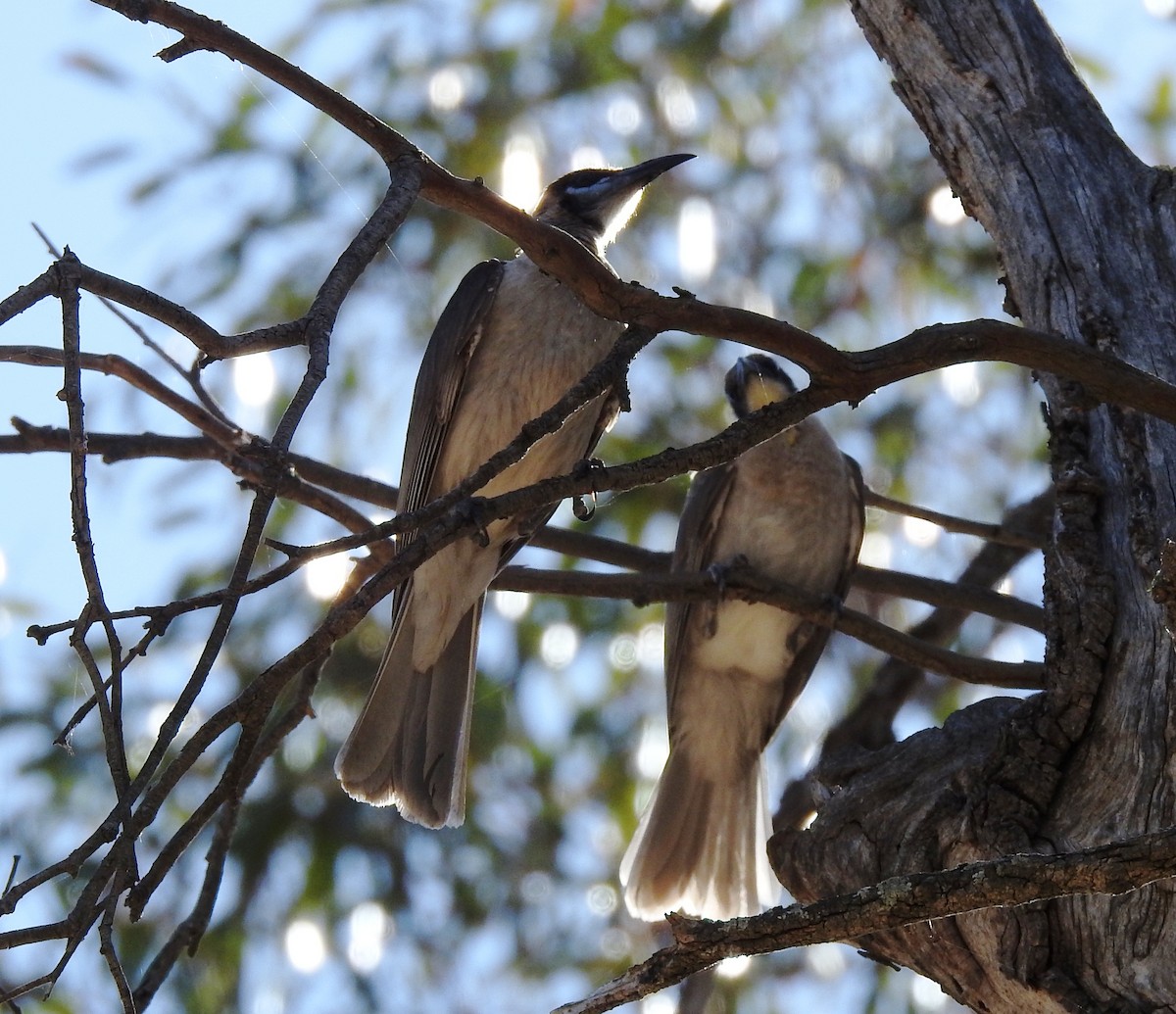 Little Friarbird - ML647061623