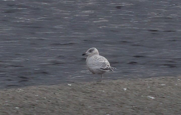 Gaviota Groenlandesa (Esquimal) - ML647061624