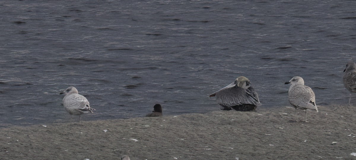 Gaviota Groenlandesa (Esquimal) - ML647061625