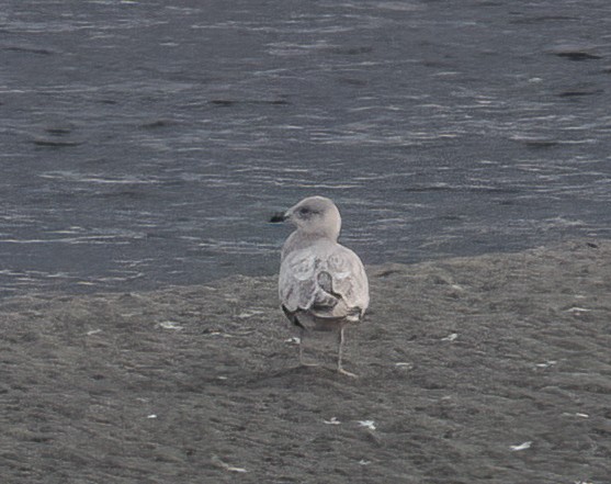 Gaviota Groenlandesa (Esquimal) - ML647061626