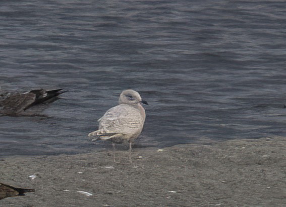 Gaviota Groenlandesa (Esquimal) - ML647061627